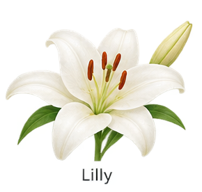 lilly