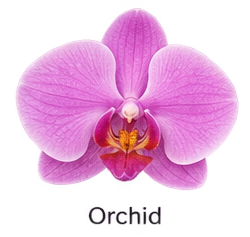 orchid