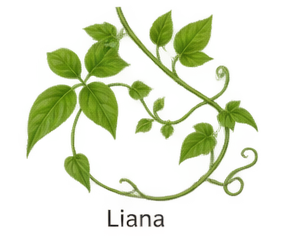 liana