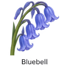 bluebell
