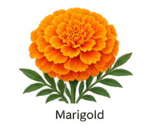 marigold